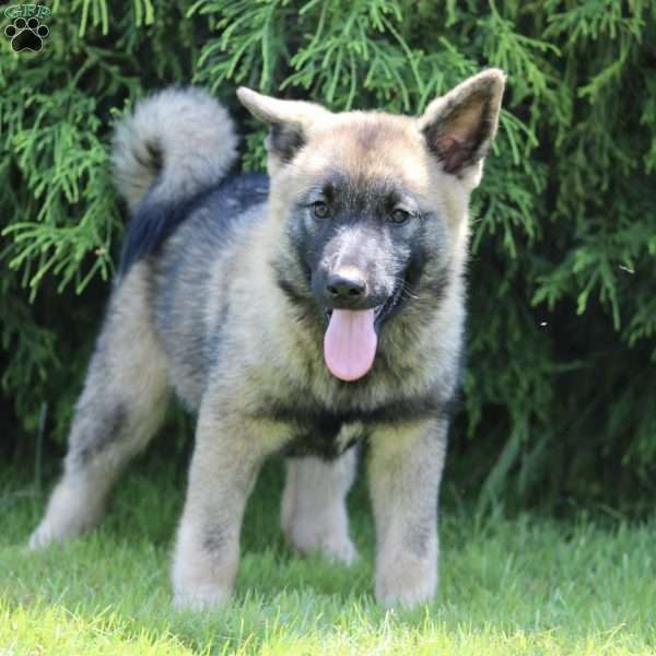 Luna, Norwegian Elkhound Puppy