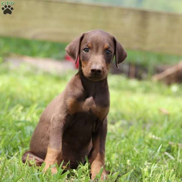 Eppie, Doberman Pinscher Puppy