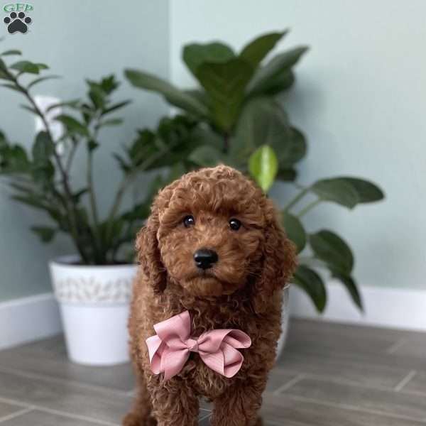 Pearl, Mini Goldendoodle Puppy