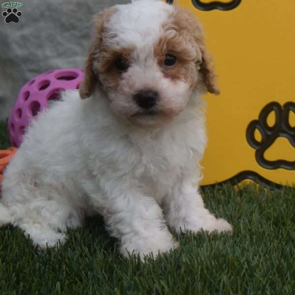 Nova, Cavapoo Puppy