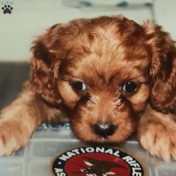 Ruby, Cavapoo Puppy