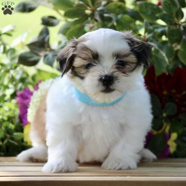 Polo, Shih Tzu Puppy