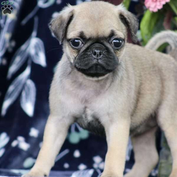 Sally, Pug Puppy