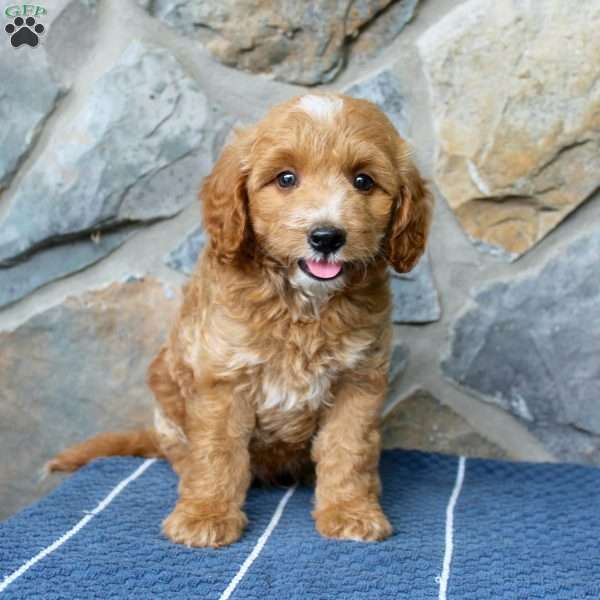 Sunny, Mini Aussiedoodle Puppy