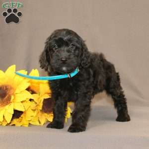 Eddie, Golden Cavadoodle Puppy