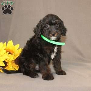 Ethan, Golden Cavadoodle Puppy