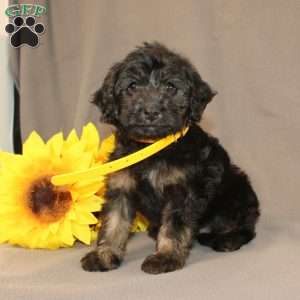 Elsa, Golden Cavadoodle Puppy