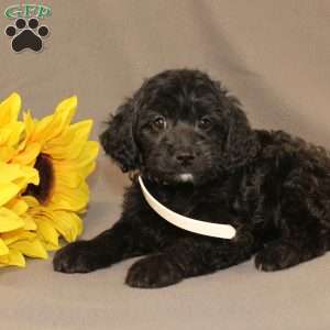 Eleanor, Golden Cavadoodle Puppy