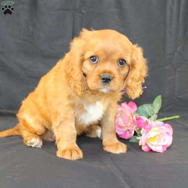 Tiffany, Cavalier King Charles Spaniel Puppy