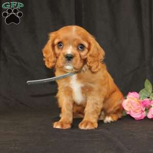 Terry, Cavalier King Charles Spaniel Puppy