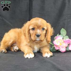 Titus, Cavalier King Charles Spaniel Puppy