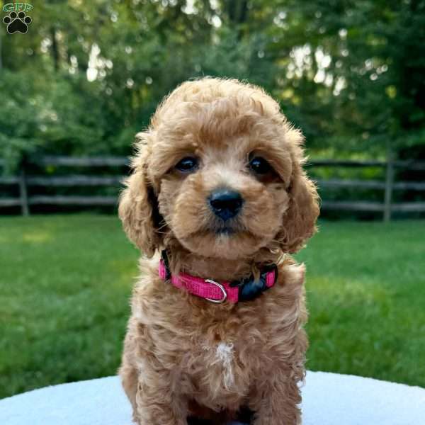 Piper, Mini Bernedoodle Puppy