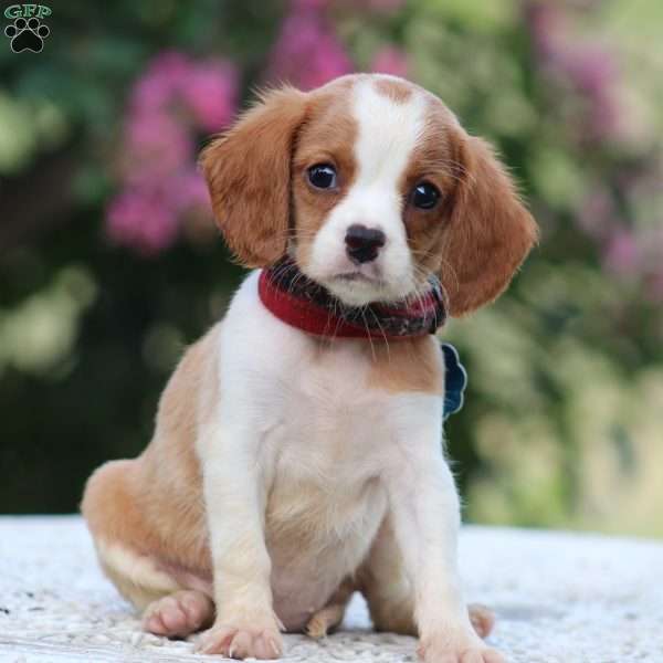 Carmen, Beaglier Puppy