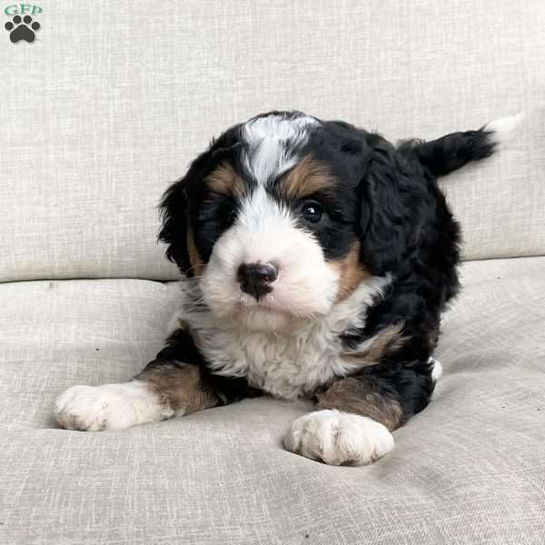 Daphne, Mini Bernedoodle Puppy