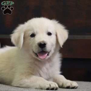 Jackson, English Cream Golden Retriever Puppy