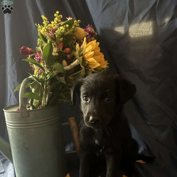 Red, German Shepherd Mix Puppy