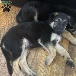 Pink, German Shepherd Puppy