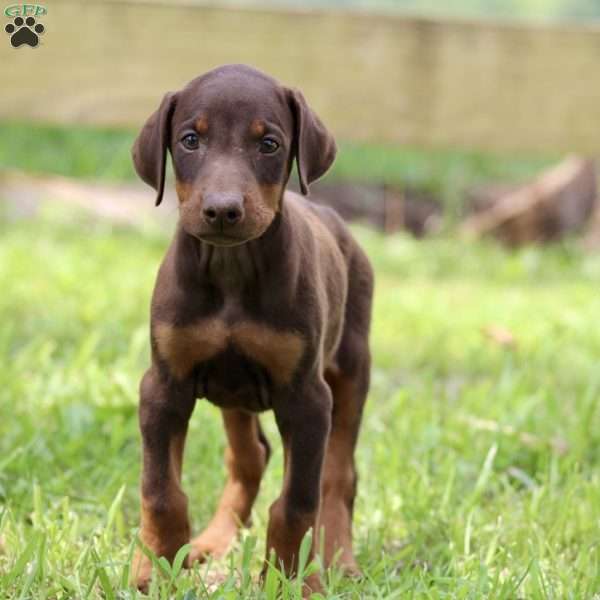 Eden, Doberman Pinscher Puppy