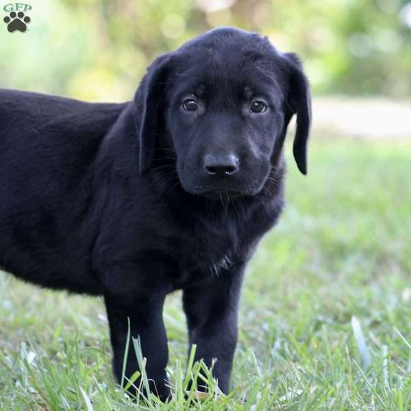 Pearl, Black Labrador Retriever Puppy