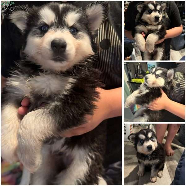 Jordan, Siberian Husky Puppy