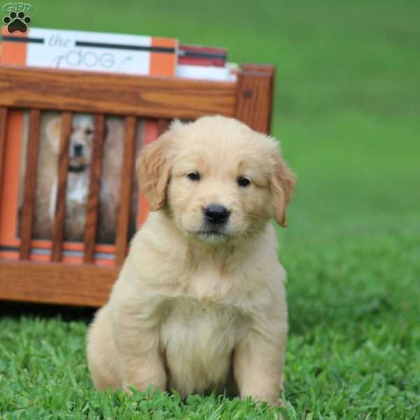 Sanders, Golden Retriever Puppy