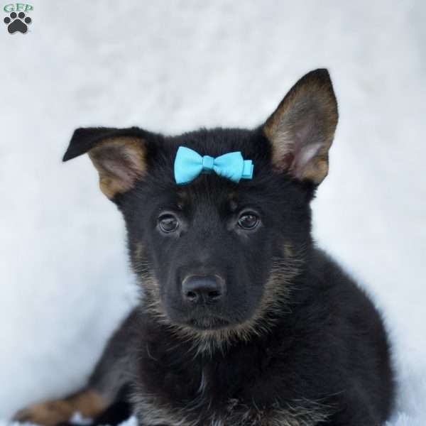 Hank, German Shepherd Puppy