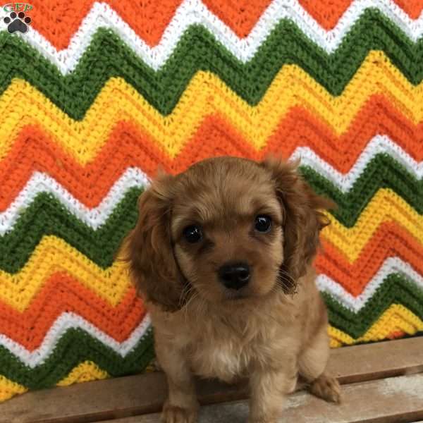 Ralphie, Cavapoo Puppy