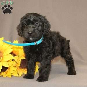 Eddie, Golden Cavadoodle Puppy