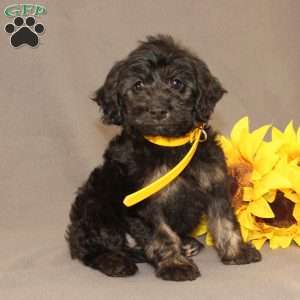 Elsa, Golden Cavadoodle Puppy