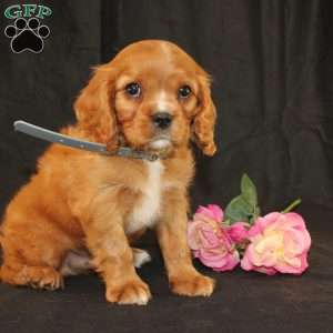 Terry, Cavalier King Charles Spaniel Puppy