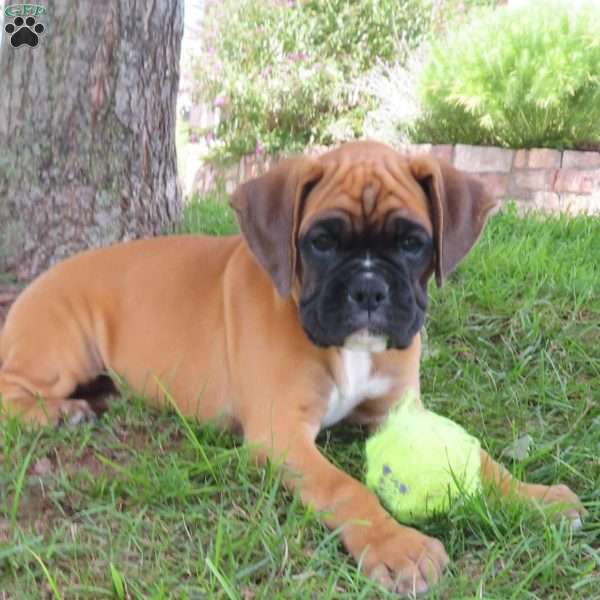 Charity, Boxer Puppy