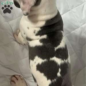 Spots, Great Dane Puppy