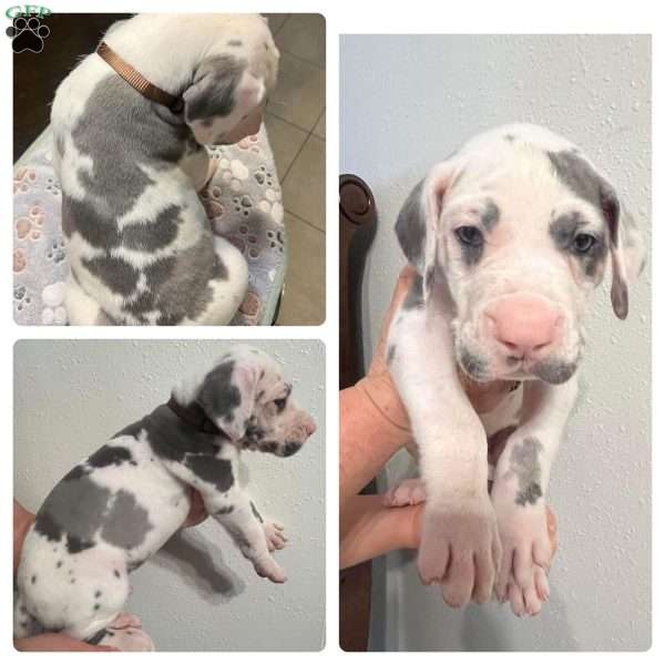 Spots, Great Dane Puppy