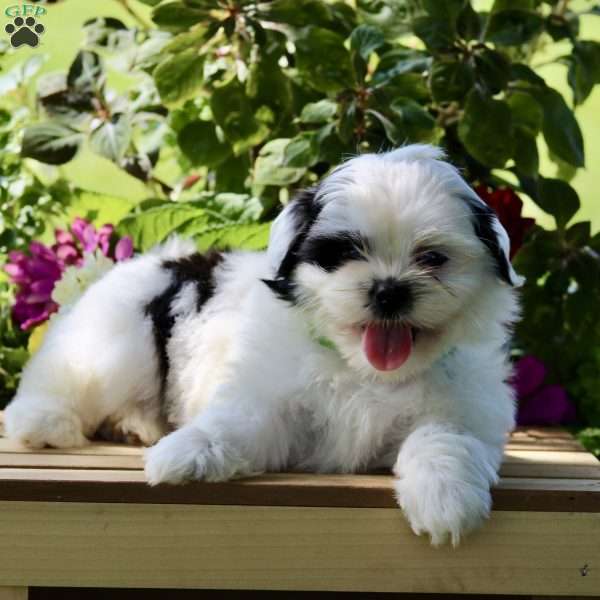 Pickle, Shih Tzu Puppy