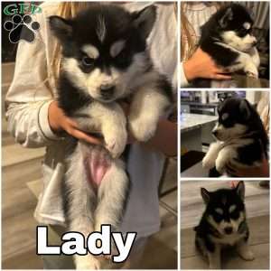 Lady, Siberian Husky Puppy