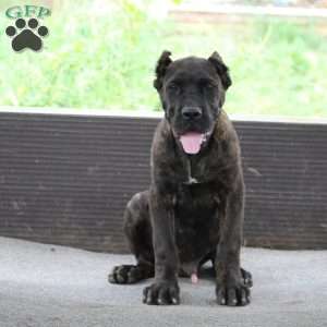 Kipper, Cane Corso Puppy