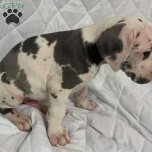 Spots, Great Dane Puppy