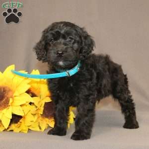 Eddie, Golden Cavadoodle Puppy