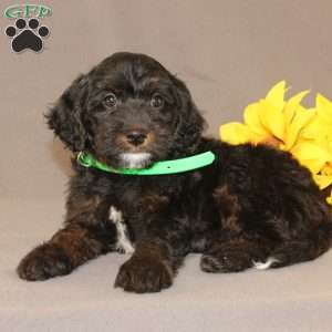 Ethan, Golden Cavadoodle Puppy