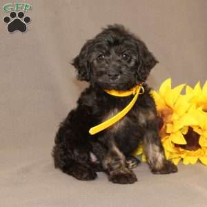 Elsa, Golden Cavadoodle Puppy