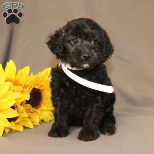 Eleanor, Golden Cavadoodle Puppy