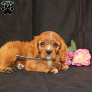 Terry, Cavalier King Charles Spaniel Puppy