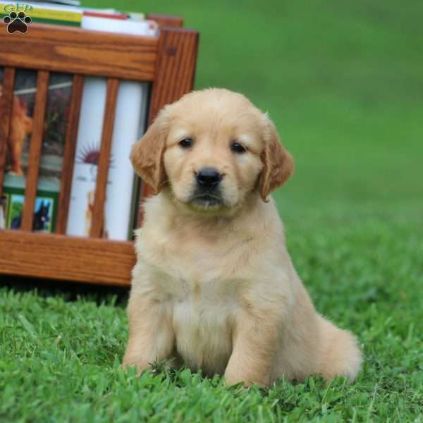 Sasha, Golden Retriever Puppy