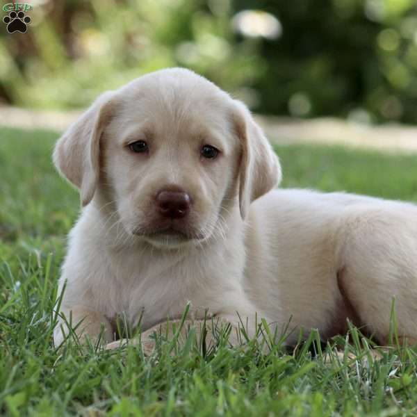 Mason, Yellow Labrador Retriever Puppy