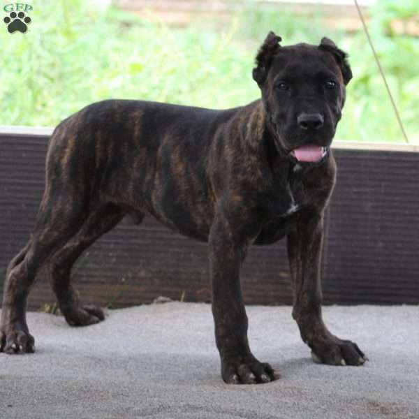 Kipper, Cane Corso Puppy