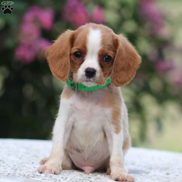 Colby, Beaglier Puppy