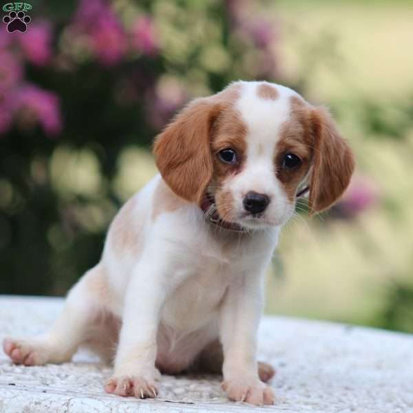 Carol, Beaglier Puppy