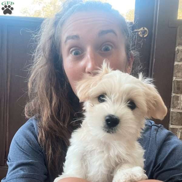 Wayne, Coton de Tulear Puppy