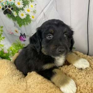 Colton, Miniature Australian Shepherd Puppy