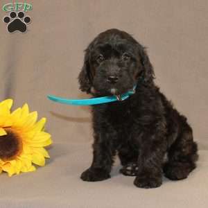 Eddie, Golden Cavadoodle Puppy